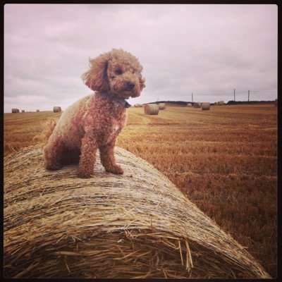 TrufflesWillow's profile picture. Doggy actor, performer and author. Truffles' adventures around the world!