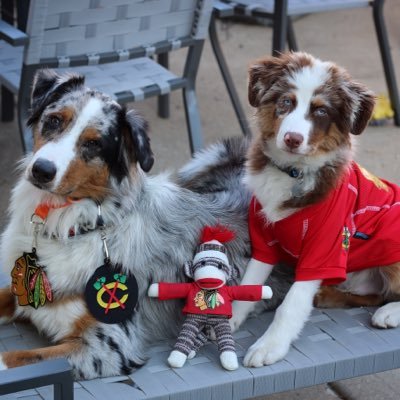 Lots of dogs who love the Blackhawks!