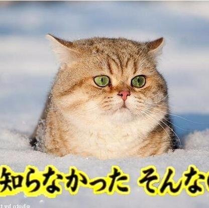 ホント 実は なトリビア集 A Twitteren ナポレオンのあの帽子の名前は フランス語でビコルヌ Bicorne Biは二つという意味 Corneは角を意味する 日本語では二角帽 ホント 実は なトリビア集 A Twitteren ナポレオンのあの帽子の名前は フランス語でビコルヌ Bicorne Biは二つという意味 Corneは角を意味する 日本語では二角帽