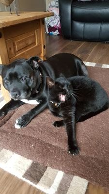 BristolPlaster's profile picture. 