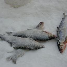 onthefrozenlake's profile picture. My teeth are starting to chatter a little.