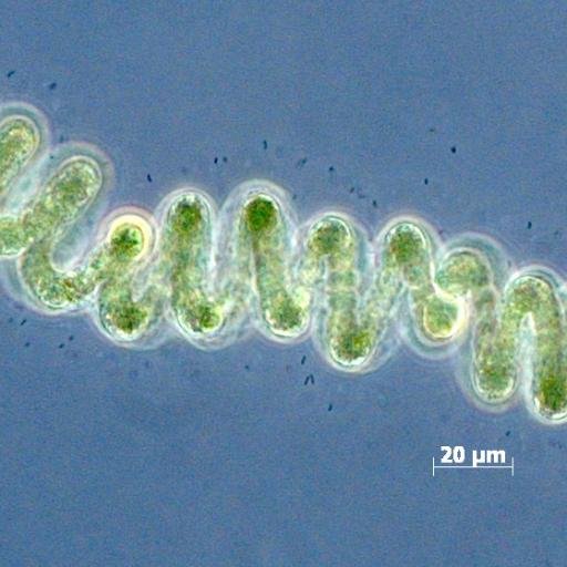 Phycology lab and Culture Collection of Freshwater Microalgae (CCMA-UFSCar, WDCM 835), Federal University of São Carlos, Brazil. Tags for classes #MSVA / #Myco