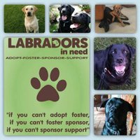 LabradorsinNeed (@labradorsinneed) 's Twitter Profile