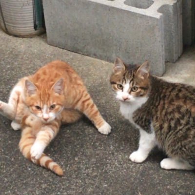 ry00327's profile picture. 貝塚市立中央小学校→貝塚市立第一中学校→桃山学院高校→大阪大学 プログラミングとかやってます。