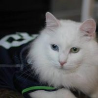 thetwelfthcat (@thetwelfthcat) 's Twitter Profile