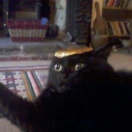 Evanificent's profile picture. 1/3 Coffee, 1/3 Video games, 1/3 Music. Self-styled traveler in time. Typical posts include: RTs of people who word it better than me, and football posts.