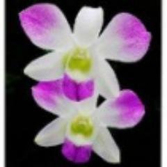 dheeman20's profile picture. 