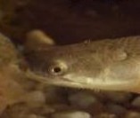 FishAquariumTip's profile picture. Fish Aquarium Resources Online.