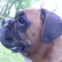 Joanna Franklin - @joboxerdog - Twitter