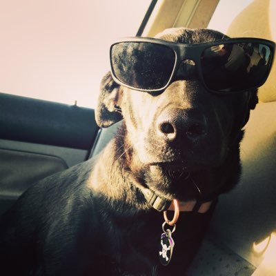 stephenson4480's profile picture. 🇺🇸