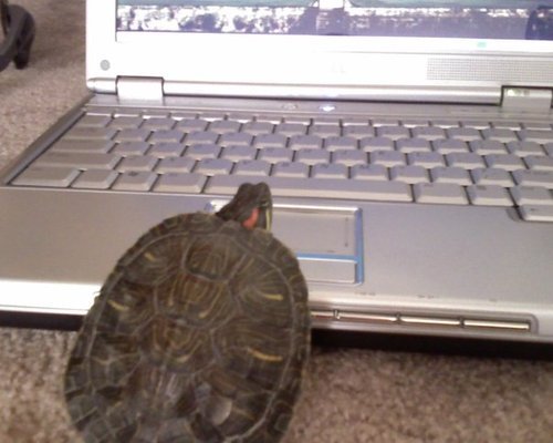 theturtlenews's profile picture. News! About turtles!