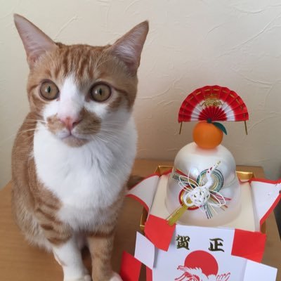 保護猫 麦ちゃん🐈とのまったりな日々を満喫してます😊麦ちゃんは人生の師匠です❣️ 出会えた奇跡に感謝✨ 無言フォロー失礼します🙇♀️DM❌