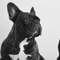 Pomelo & Ramona (@pomeloyramona) 's Twitter Profile