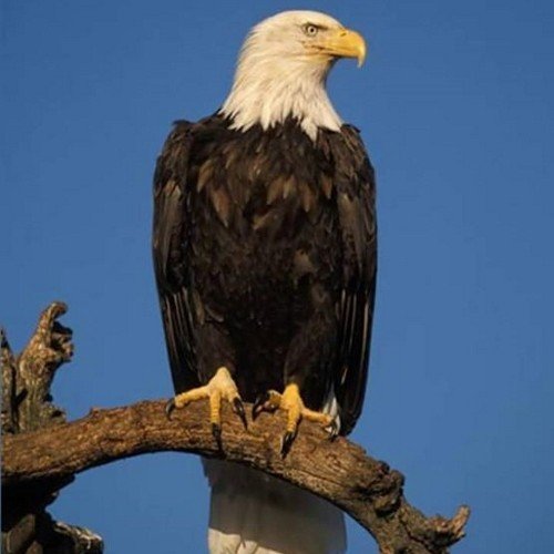 uzoma_chijioke's profile picture. Political commentator and social activist