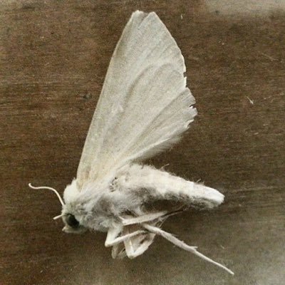 discotech68's profile picture. 