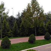 Yali Kowalski (@yalitr) Twitter profile photo