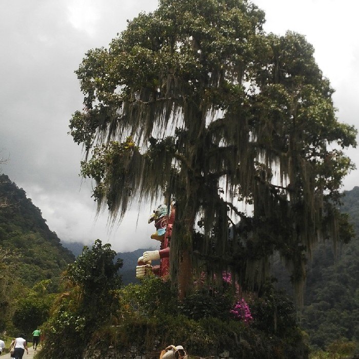 pineocan's profile picture. 