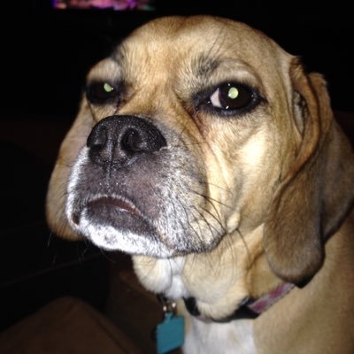 mjdaniel4's profile picture. 