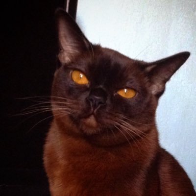 suachili's profile picture. Питомник ELCORAZON Евро Бурма. Натали, заводчик. Рада новым знакомствам ;) viber/whatsApp +79832397551 #photography #drawing #animals #burmacat #music #cats