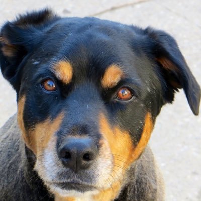 kimstaceymyers's profile picture. A teacher of children and of mathematics. Lover of art, animals, and reading.