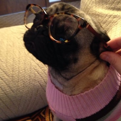 I'm a librarian. I'm obsessed with pugs. xo