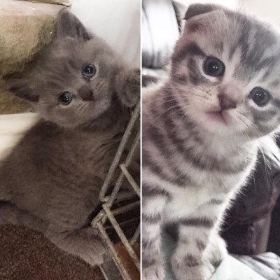 The adventures of Alfie (blue) and Dougal (spotted silver)...the tiny rascal #Scottishfold #kittens! Instagram: @alfieanddougal