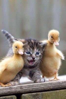ZERO FU_KS GIVEN ' hate cruity and cruel religions , politically homeless no to the wef & who !