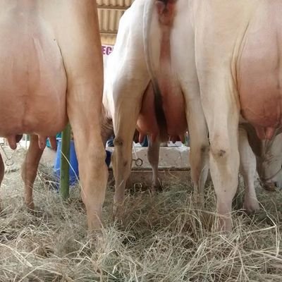 The tropical dairy cattle breed, developed with the support of the University of Milan, Italy, in Carora, Lara state, preferred throughout Venezuela.