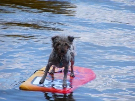 Rocketman8H's profile picture. 