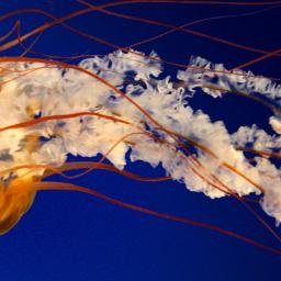 orangeybluesy's profile picture. https://t.co/5F4LC2KmUU 
 
 jan '16 cohort