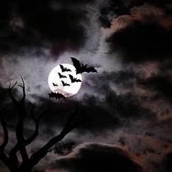 MetalSoel's profile picture. º