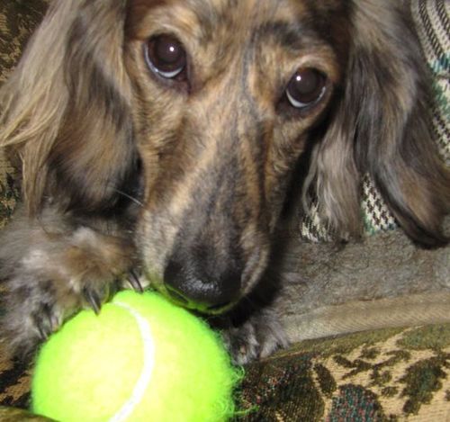 minniedoxie's profile picture. 