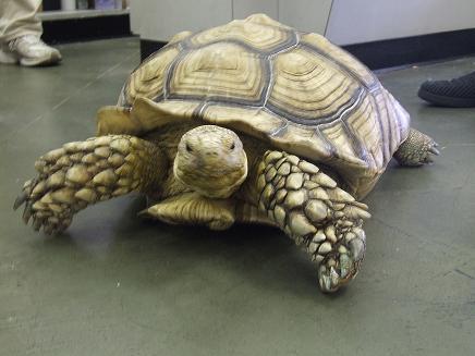 I am a tortoise that lives at Petland Orlando South!  I get to play with puppies all day... What a great life!