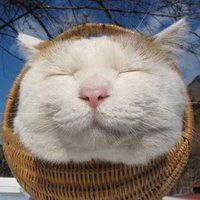 ほっこりねこ (@nekodake_bot) 's Twitter Profile