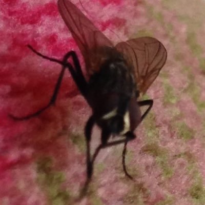 moscadelclarete's profile picture. Soy la mejor cuenta de autoayuda para triunfar en este maravilloso mundo
