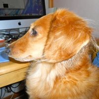shira (@shirassh) 's Twitter Profile