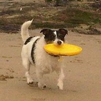 all about cornwall (@cornwalldog) 's Twitter Profile