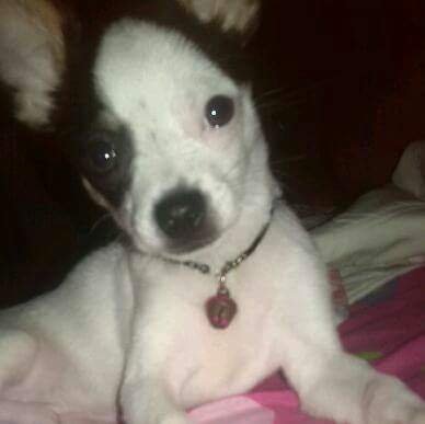 LecarMaria's profile picture. me encantan los perritos y los gatitos :3