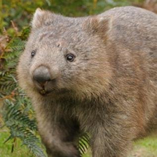 Aedile8's profile picture. 17th-century centrist