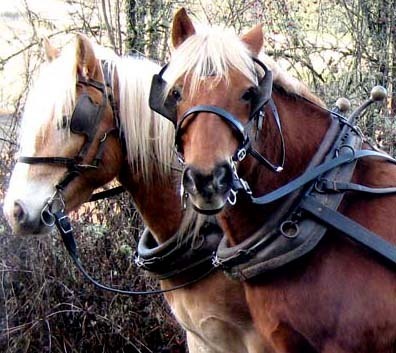 clare_carver's profile picture. painter, farmer, wino, teamster (the equine kind)