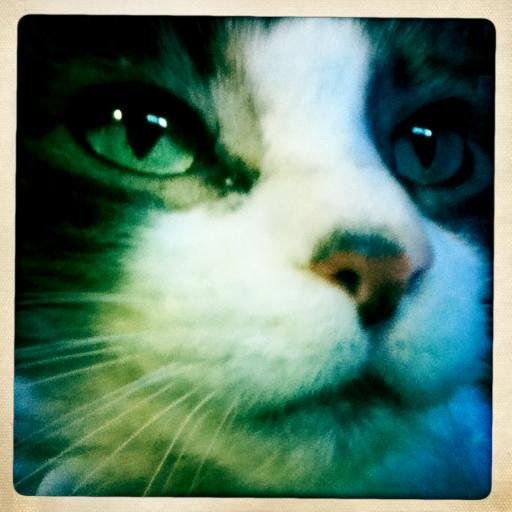 myadorableblog's profile picture. Likes music, games, making things, cats, snacks, + relaxing. Not into the 2020s (so far) or pandemics. Fully vaxxed. She/Her