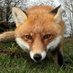 Felicity Fox 🦊 #NatureInMyBackYard (@felicityfox644) Twitter profile photo