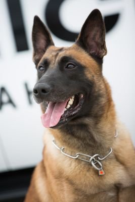 Omaha Police Service Dog, 
Chicago Blackhawk fan named after Patrick Kane