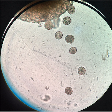 InderjitDass's profile picture. 