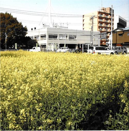少しは環境にいいことできないかなぁと考えるようになりました。まずは身の回りからと思い、自分の気に入ったものだけに囲まれたくつろげる暮らしができるよう、身のまわりの整理を始めました。目指すは必要なものだけに囲まれ、多くの物を所有、管理しない生活です。