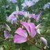Garden Destinations (@gardentrips) Twitter profile photo Garden Destinations (@gardentrips) Twitter profile photo