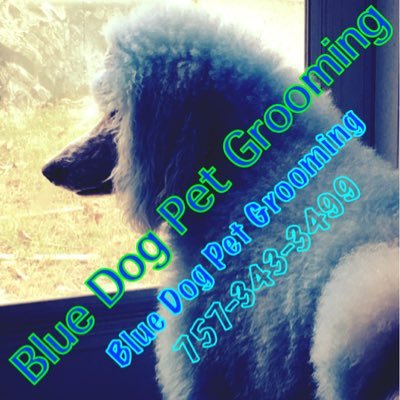 blue dog grooming