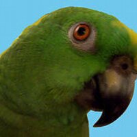Jon Alan (@bird_spark) 's Twitter Profile