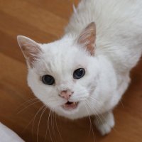 tomcut (@eaglefall22) 's Twitter Profile Photo tomcut (@eaglefall22) 's Twitter Profile Photo