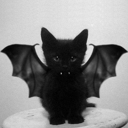 KBzee's profile picture. Witch-Vampire-Kitty Hybrid. Researcher, Writer, Historian. I work with dead people. They were dead when I got there, I swear! ;)
